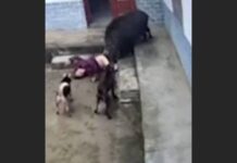 VÍDEO COM CENAS FORTES Idosa morre em ataque do perigoso “Javali Queixada”