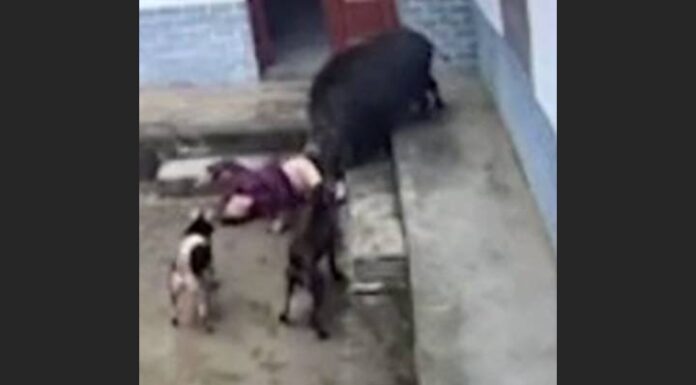 VÍDEO COM CENAS FORTES Idosa morre em ataque do perigoso “Javali Queixada”