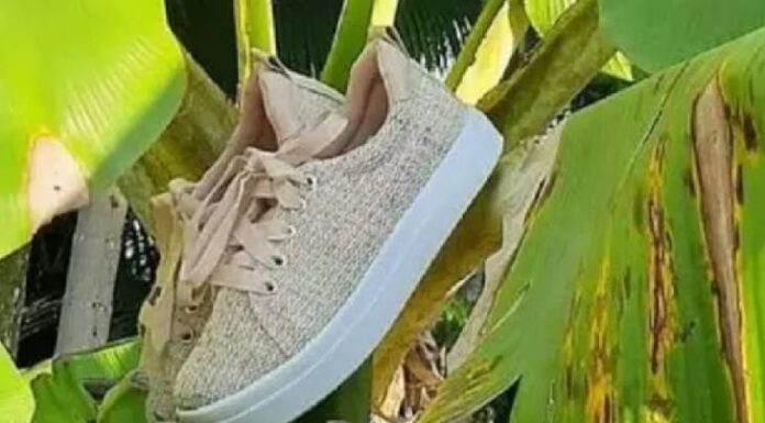 Empresa de Blumenau fabrica tênis com fibra de banana