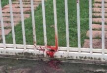 Pitbulls fogem de residência e atacam outro cachorro em Rio do Sul