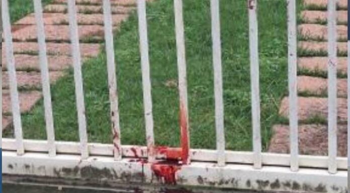 Pitbulls fogem de residência e atacam outro cachorro em Rio do Sul