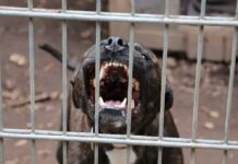 Menino de três anos é atacado por pitbull na Penha