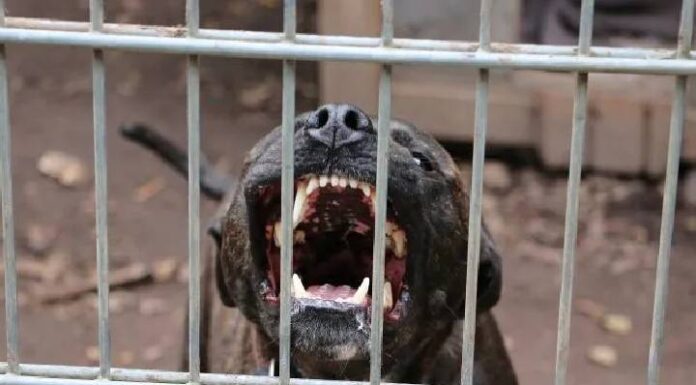 Menino de três anos é atacado por pitbull na Penha