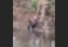 VIDEO Corpo é encontrado próximo à Estação Guanabara, em Joinville