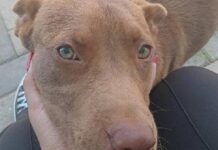 Cresce o número de cães abandonados no Morro Alto em Piçarras
