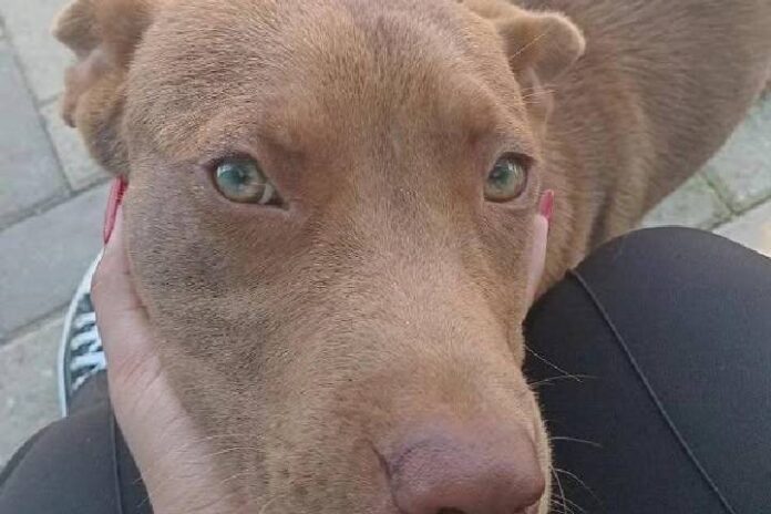 Novo Projeto - 2024-12-27T141451.393