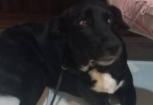 Ataque de pitbul em Navegantes termina com ameaça e omissão de socorro