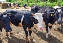 Homem tenta estuprar vaca, leva um coice e morre com camisinha no pênis