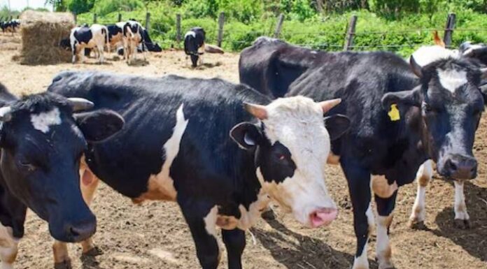 Homem tenta estuprar vaca, leva um coice e morre com camisinha no pênis