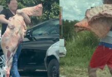 Pessoas ‘abraçam’ carne e furtam 5 toneladas após tombamento