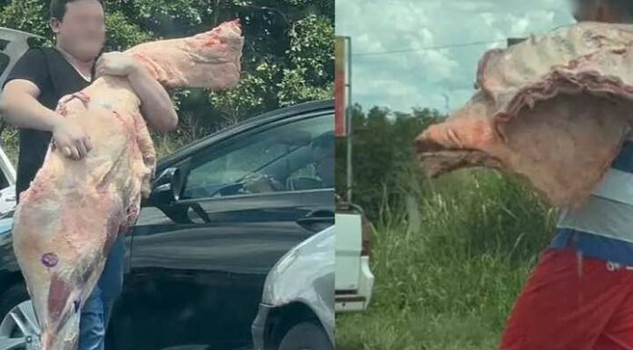 Pessoas ‘abraçam’ carne e furtam 5 toneladas após tombamento