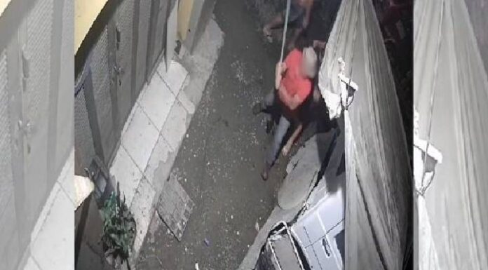 VIDEO Homens matam pitbull a pauladas e pedradas em Araquari