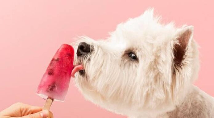 Calor excessivo em SC: veterinária alerta para os cuidados e dá dicas de sorvetes que hidratam e protegem os pets