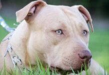 Mãe e filha são hospitalizadas após ataque de pitbull em Brusque