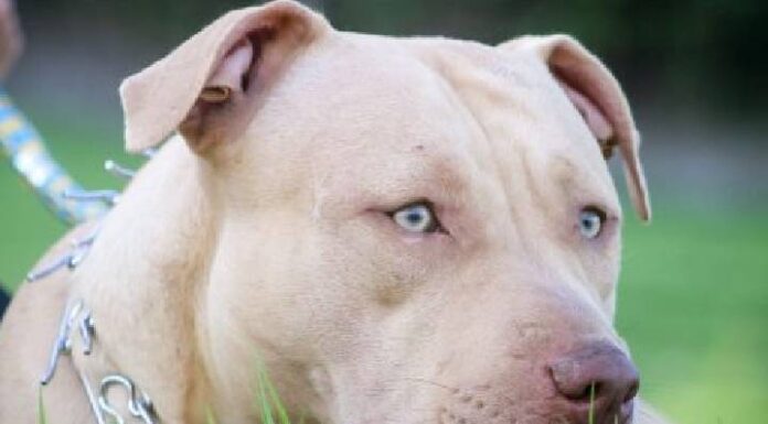 Mãe e filha são hospitalizadas após ataque de pitbull em Brusque