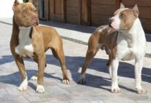 Pitbulls escapam e causam pânico em moradores da Rua São Paulo em Penha