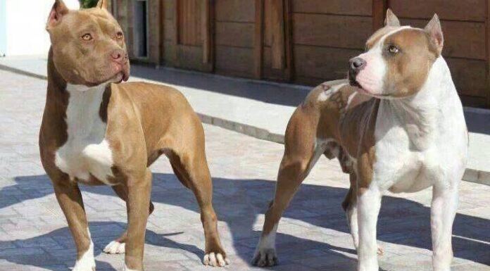 Pitbulls escapam e causam pânico em moradores da Rua São Paulo em Penha