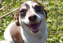 Família procura cachorrinha perdida em Penha