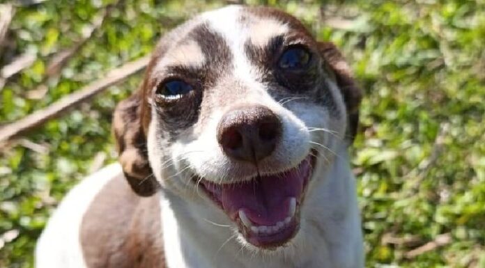 Família procura cachorrinha perdida em Penha