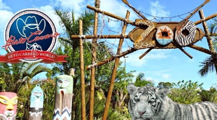 MP arquiva investigação sobre o destino dos animais do Beto Carrero World