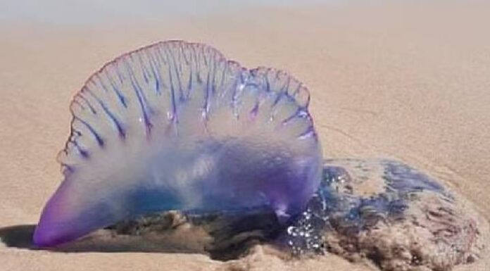 Queimaduras por águas-vivas em SC passam de 16 mil na temporada