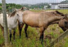 Bandidos invadem terreno e furtam cavalos de família em Balneário Piçarras