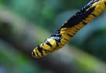 VIDEO Cobra caninana é capturada em residência em Araquari