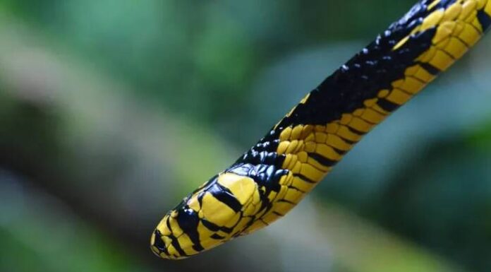 VIDEO Cobra caninana é capturada em residência em Araquari