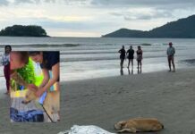Cão que ficou ao lado do corpo do tutor morto em Balneário Camboriú é adotado