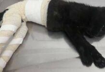 Homem é preso por torturar gatos e induzir criança de 3 anos a participar em SC