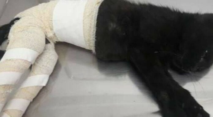 Homem é preso por torturar gatos e induzir criança de 3 anos a participar em SC