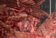 Carne podre e com moscas virava charque e era vendida no comércio de Itajaí