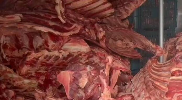 Carne podre e com moscas virava charque e era vendida no comércio de Itajaí