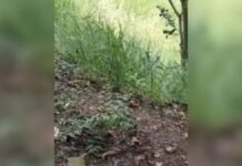 Bebê recém-nascido é encontrado dentro de sacola por cachorro em área de mata