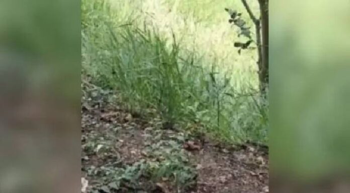 Bebê recém-nascido é encontrado dentro de sacola por cachorro em área de mata