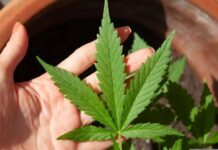 Mulher é presa com um quilo de maconha em Penha