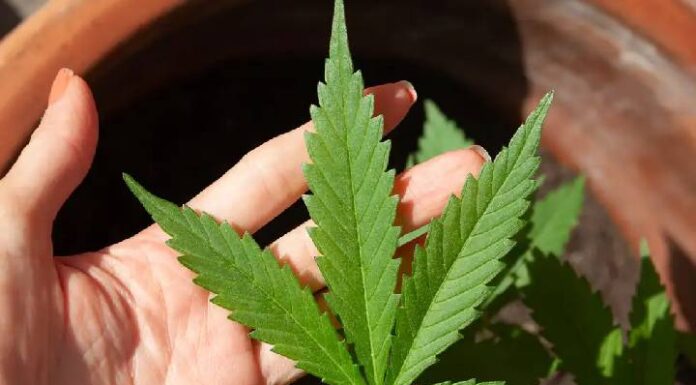 Mulher é presa com um quilo de maconha em Penha