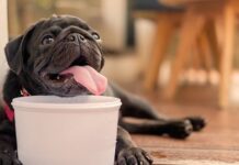 Sob onda de calor, Itajaí faz alerta para cuidados com os pets
