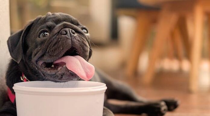 Sob onda de calor, Itajaí faz alerta para cuidados com os pets