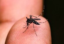 ALERTA PARA DENGUE Navegantes tem seis bairros com infestação do mosquito