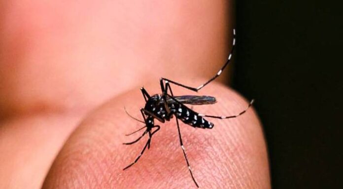 ALERTA PARA DENGUE Navegantes tem seis bairros com infestação do mosquito