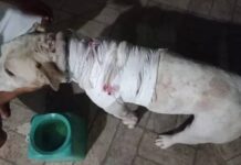 Tutor de border collie esfaqueia pitbull durante briga entre cães