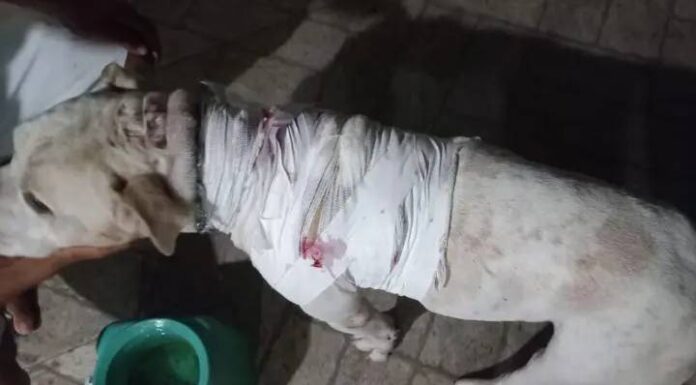 Tutor de border collie esfaqueia pitbull durante briga entre cães