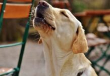 Morador incomodado com latidos de cachorro em Itajaí tem pedido negado pela Justiça