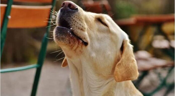 Morador incomodado com latidos de cachorro em Itajaí tem pedido negado pela Justiça
