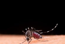 Combata a Dengue: elimine os criadouros e proteja sua saúde