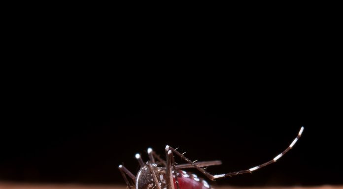 Casos de chikungunya aumentam 552% em 2025 e acendem alerta em SC; 4 mortes foram registradas