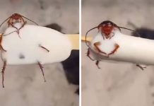 VIDEO Barata é encontrada no picolé de uma criança na praia