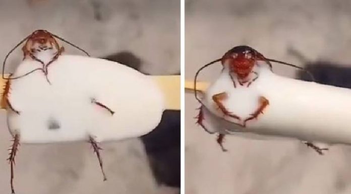 VIDEO Barata é encontrada no picolé de uma criança na praia