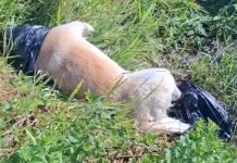 Mais um cachorro é encontrado morto em Meia Praia, em Navegantes
